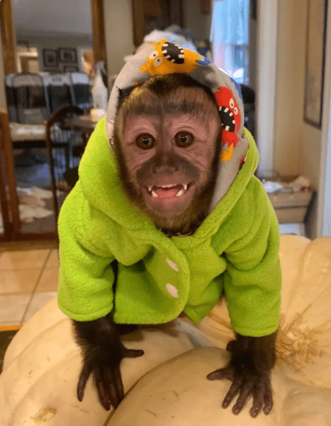 Stylish and Cozy Monkey Jackets: A Must-Have from The Marmalade Marmos ...